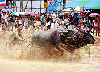 The heavy overnight rains certainly added a different challenge when traditional buffalo racing came to Mabprachan Reservoir in Pattaya Aug. 19, along with a festival that also featured greased pole climbing and a duck rodeo.